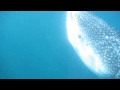 Djibouti Whale Sharks November 2008 Djibouti Whale Sharks November 2008