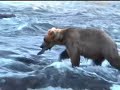 The Brown Bears of Brook Falls