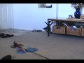 Mittens plays fetch