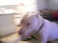 pittbull attak owner pittbull attak owner
