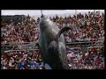BBC: Killer Whale Culture BBC: Killer Whale Culture