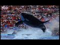 bbc: killer whale culture