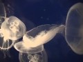 Dance of the Jellyfish