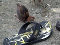 The Drunk Chicken (Ayam Mabuk) The Drunk Chicken (Ayam Mabuk)