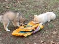Bags are Made for Teething