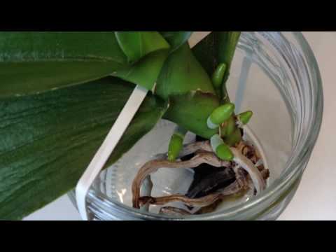 Phalaenopsis Orchideen im Wasser: Hrteflle / Geduld ist gefragt