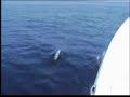Gommone DoviBoat \"One Way100\" con i delfini Gommone DoviBoat \"One Way100\" con i delfini