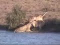 bufalos vs leones vs cocodrilo