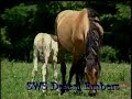 SpringWater Station Kiger Mustang Mares SpringWater Station Kiger Mustang Mares