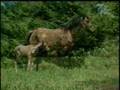 SpringWater Station Kiger Mustang Mares