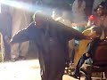 Yaru Balochi Lewa Yaru Balochi Lewa