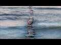 Alain Souchon ~ On avance
