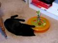 videos de Abby's new toy