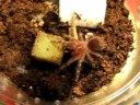 Spidy (Acanthoscurria geniculata L5) vs cricket Spidy (Acanthoscurria geniculata L5) vs cricket