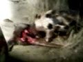Wild Pig eating a dead Kangaroo