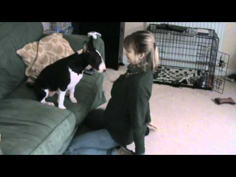 english bullterrier