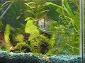 Angel fish