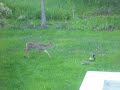 The Ducks Leading The Deer