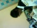 Jays New Song \" Talk Crap bout Shing