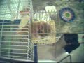 BABY BIRDS IN THE NEST
