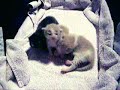 Foster Kittens