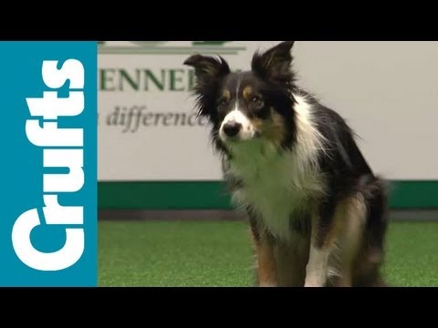 agility - Agility - International - Large - Agility Finals - Crufts 2012.
