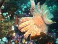 Amazing Swimming Scallops