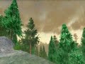 Pine Dance