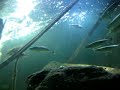 Shark Tunnel