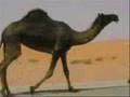مجود