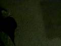 Bichon Frise video