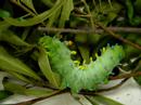 Our caterpillar, WaterLove, a  Cecropia Moth Larvae
