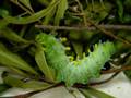 Our caterpillar, WaterLove, a Cecropia Moth Larvae