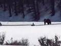 Grizzly Bear No. 399 with her cubs in Tetons