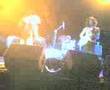 byoP dublin wild cat
