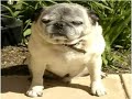 A Pug Recites Shakespeare \"To Be Or Not To Be\"
