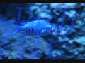 Blue Fish Ian Yu Blue Fish Ian Yu