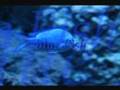 Blue Fish Ian Yu