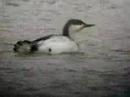 Red Throated Diver Snettisham Norfolk Red Throated Diver Snettisham Norfolk