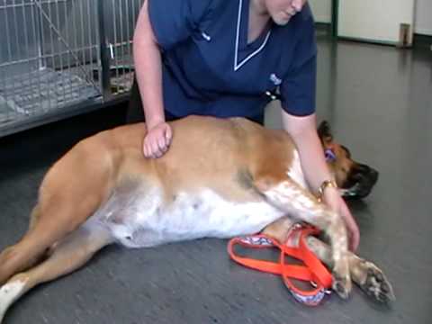 how to perform cystocentesis dog