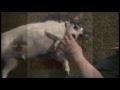 Yoda the Jack Russell Terrier Kills Hand!