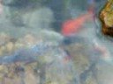 Feeding Pond Fish