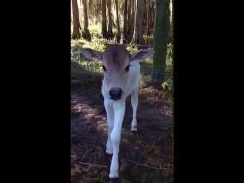 Wild Florida Airboats and Gator Park Baby Zebu