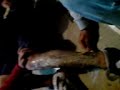 depilado por apuesta