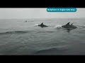Dolphins in Algarrobo bay Dolphins in Algarrobo bay