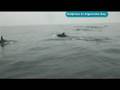 Dolphins in Algarrobo bay