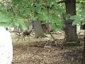 Roaring Red Deer in Richmond Park Roaring Red Deer in Richmond Park