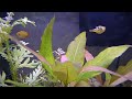 Dwarf Golden 'Pea' Puffers - Cuteness Attack x3! HD Carinotetraodon travancoricus