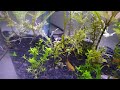 Pu pu pu pu-puffer face! The new babies. They're cohabbing in a 6 gallon glass round edged tank with integrated flourescents and biowheel filter -- currently a very rough planted layout (soon to be much improved with more hiding places).