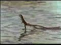 Caminando sobre el agua